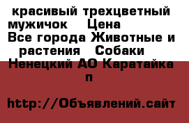 красивый трехцветный мужичок  › Цена ­ 10 000 - Все города Животные и растения » Собаки   . Ненецкий АО,Каратайка п.